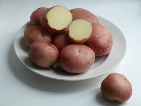 Картофель сорта сильвана: ботаническое описание и характеристика, особенности выращивания и ухода, фото