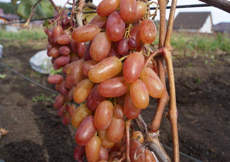 Сорт винограда с выдающимися качествами — «гала»