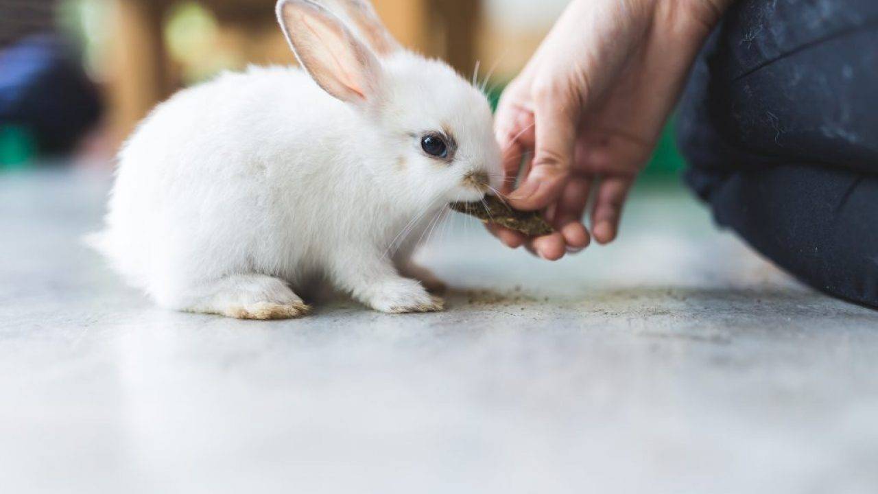 Суточные нормы кормления кроликов