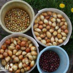 Как подготовить лук севок к посадке в открытый грунт весной: правила обработки