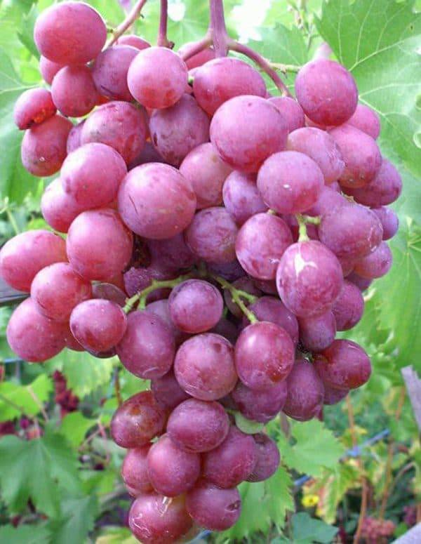 Сверхранние сорта винограда: выбираем лучший для посадки