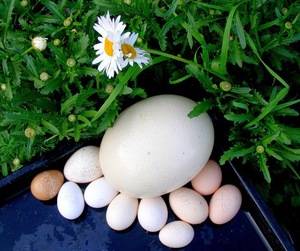 Сколько весит перепелиное яйцо: сырое, вареное без скорлупы