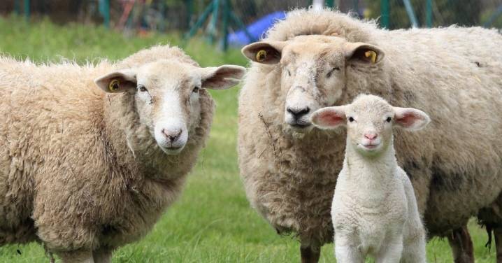 Обзор породы овец прекос: их описание, фото и видео
обзор породы овец прекос: их описание, фото и видео