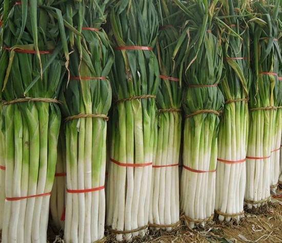 Выращивание лука-батуна | cельхозпортал