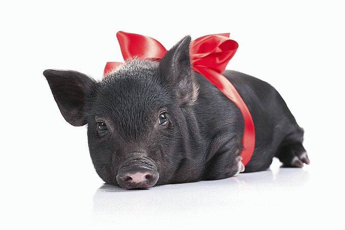 К чему снятся свиньи – толкование по различным сонникам