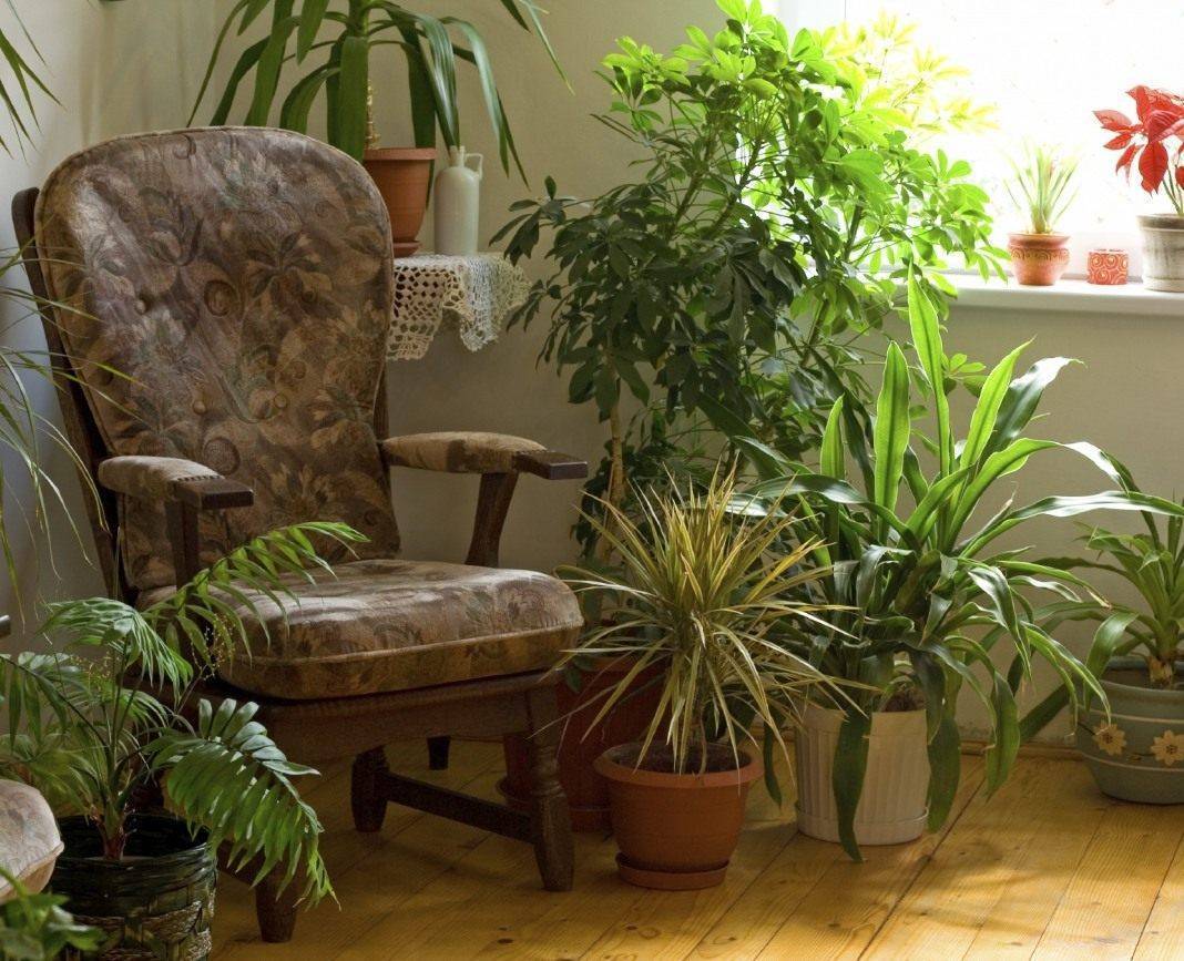 Тенелюбивые комнатные растения