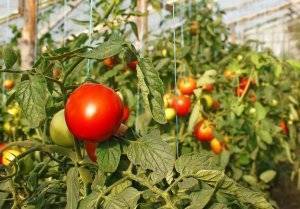 Болезни и вредители помидоров с фото и описанием в теплице и открытом грунте и борьба с ними