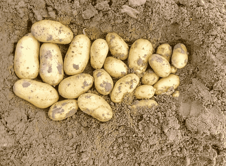 Картофель «королева анна»: урожайный и устойчивый
