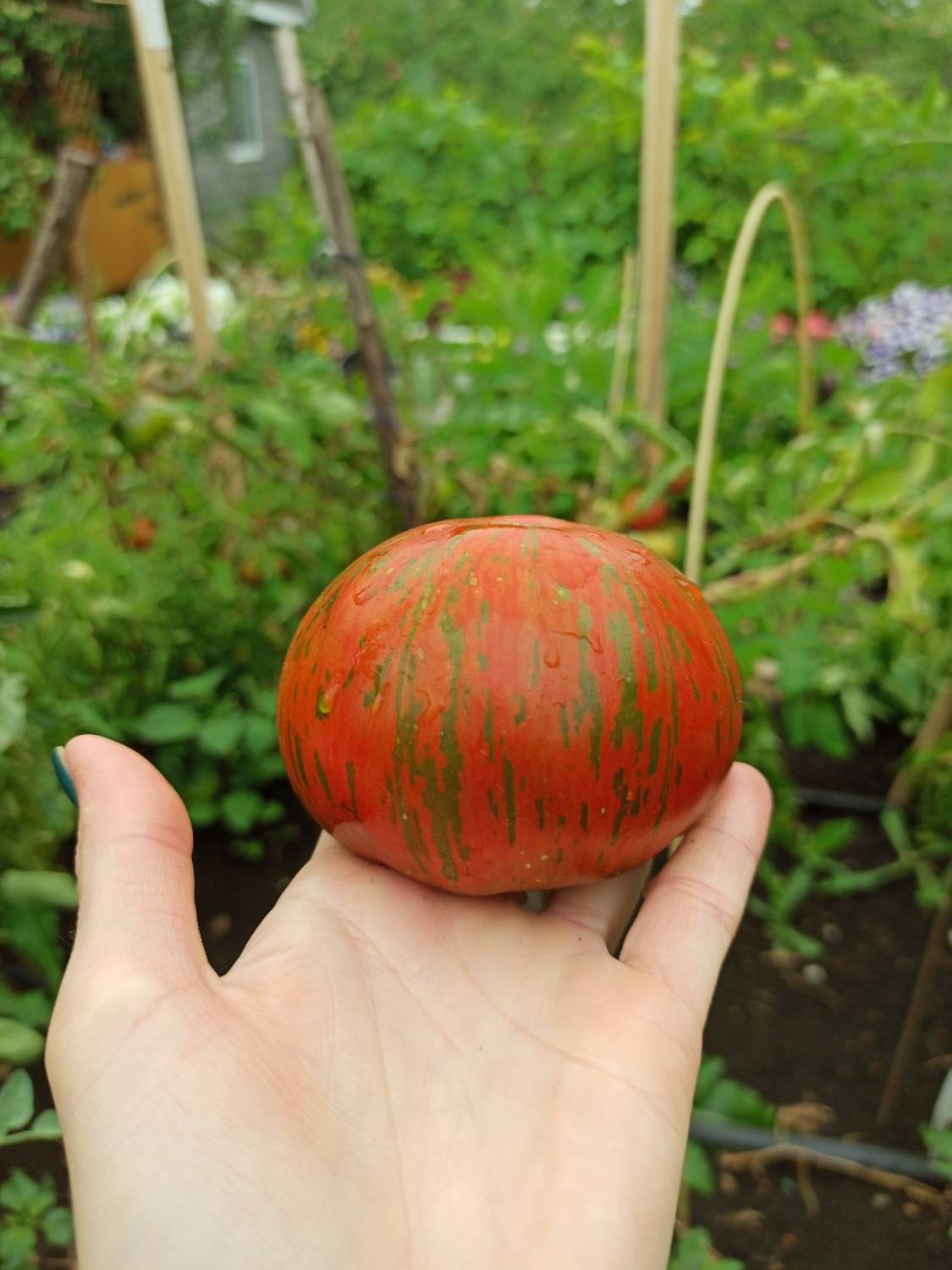 Неповторимый и запоминающийся томат «полосатый шоколад»: описание сорта, фото
