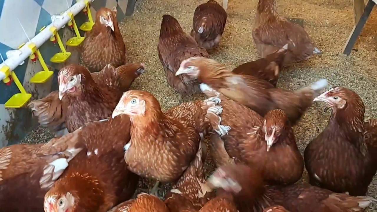 Куры хайсек: описание несушек, характеристика, выращивание и уход