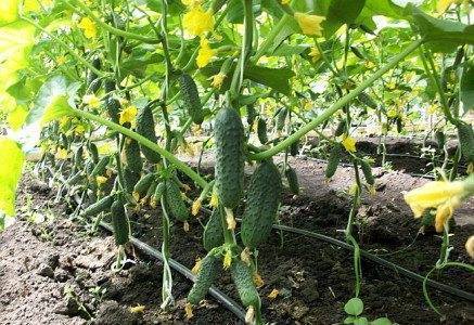 Советы опытных овощеводов по выращиванию огурцов в парнике
