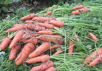 Правила посадки моркови в сибири