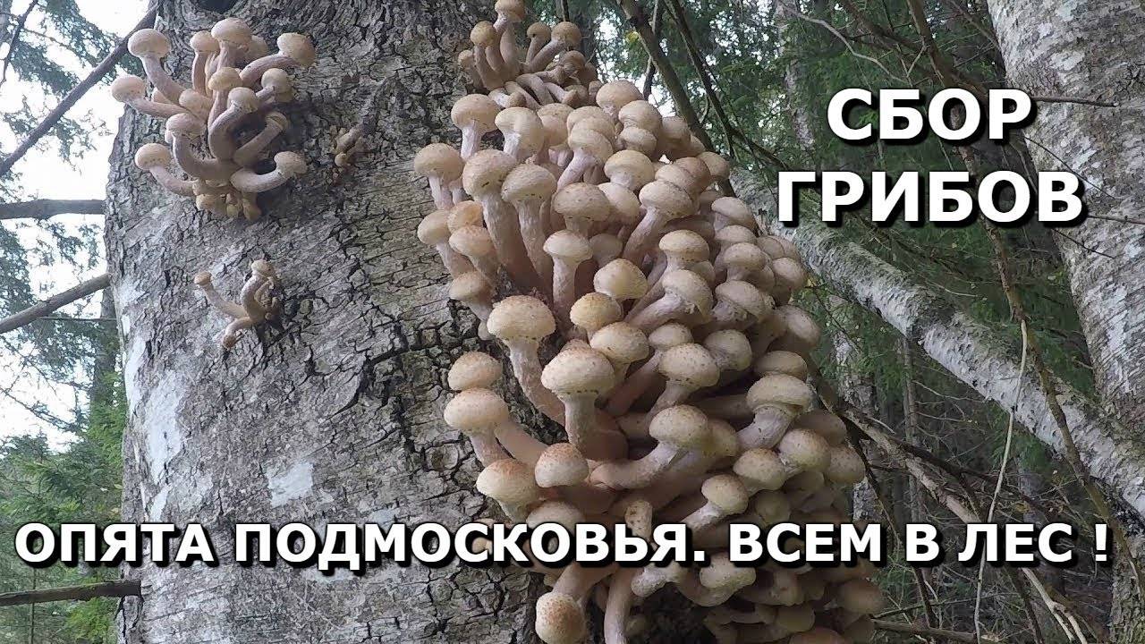 Когда пойдут грибы в подмосковье в 2021 году и где самые грибные места в московской области