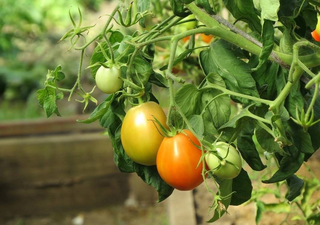 Выращивание помидоров по методу Галины Кизимы
