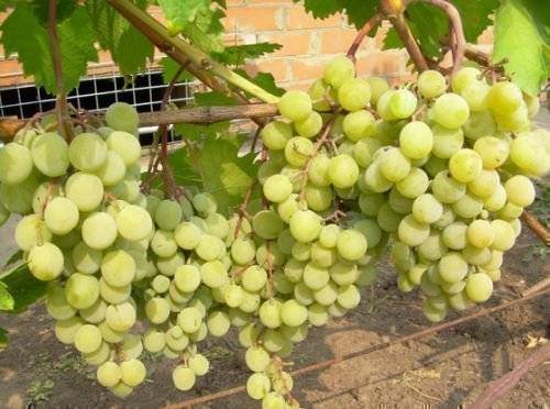 Сорт винограда фрумоаса албэ, описание