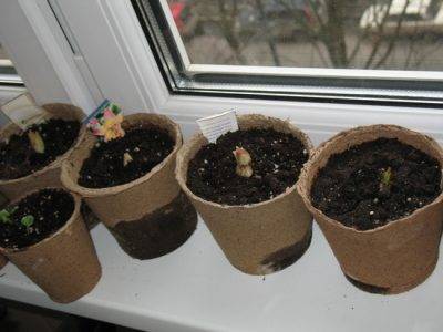 ✅ о посеве капусты: через сколько дней всходят семена после посадки - tehnomir32.ru