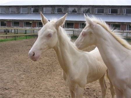 Изабелловая масть лошади: история, внешний вид | мои лошадки