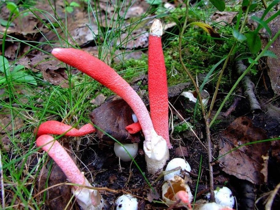 Существующие грибы-хищники