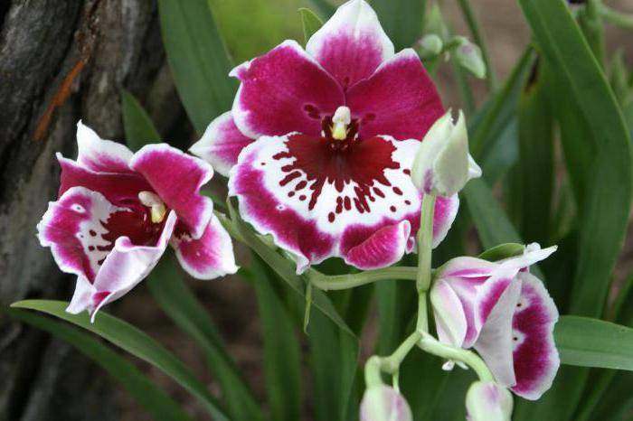Примеры правильного отделения детки от орхидеи, варианты от ствола и цветоноса
