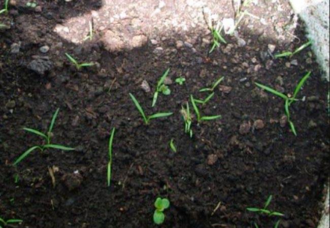 О посеве капусты: через сколько дней всходят семена после посадки