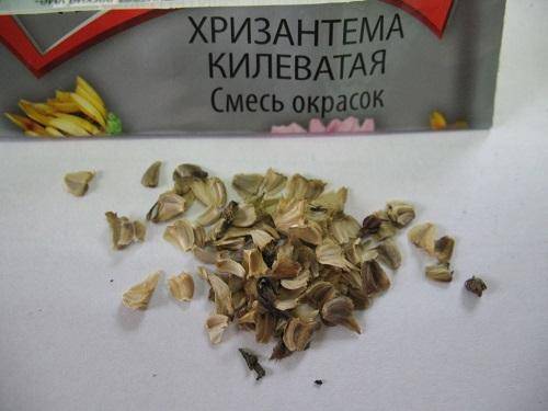Как вырастить хризантему килеватую из семян?