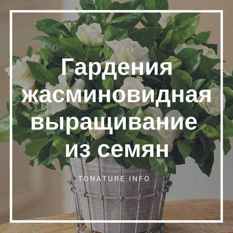 Как выращивать гардении в домашних условиях