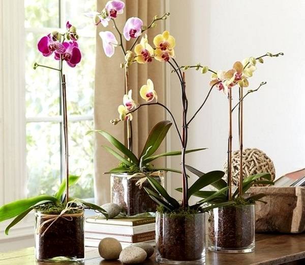 Где поставить орхидею дома и куда, на какую сторону окна - северную или южную, а также можно ли поворачивать её к солнцу?