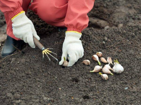 Посадка чеснока весной в открытый грунт: сроки, как правильно сажать (фото)