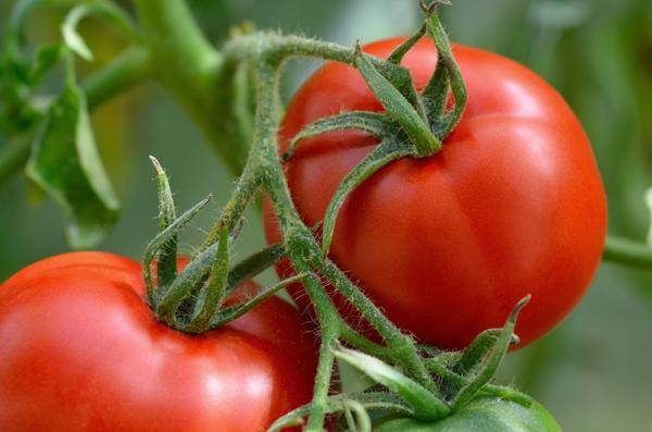 Подкормка рассады помидор в домашних условиях как и чем правильно подкормить