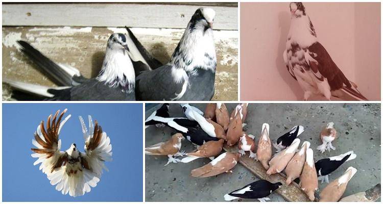 Какие характеристики имеют серпастые голуби?