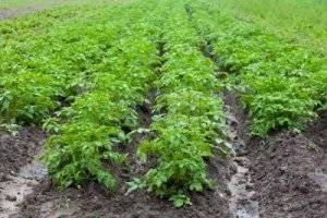 Преимущества и недостатки выращивания картофеля по голландской технологии