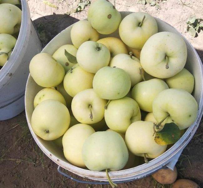 Яблоня белый налив: посадка и уход, особенности технологий выращивания selo.guru — интернет портал о сельском хозяйстве