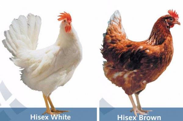 Хайсекс: куры несушки и цыплята этой породы, их описание и фото, а также разновидности - браун, райт, коричневый selo.guru — интернет портал о сельском хозяйстве