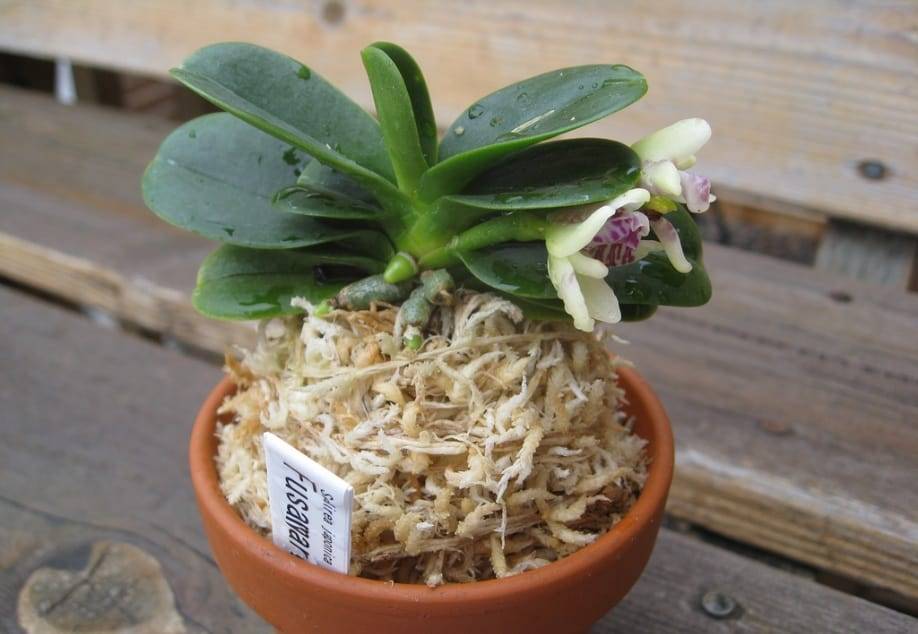 Седирея японика (sedirea japonica): уход в домашних условиях. болезни и вредители орхидеи.