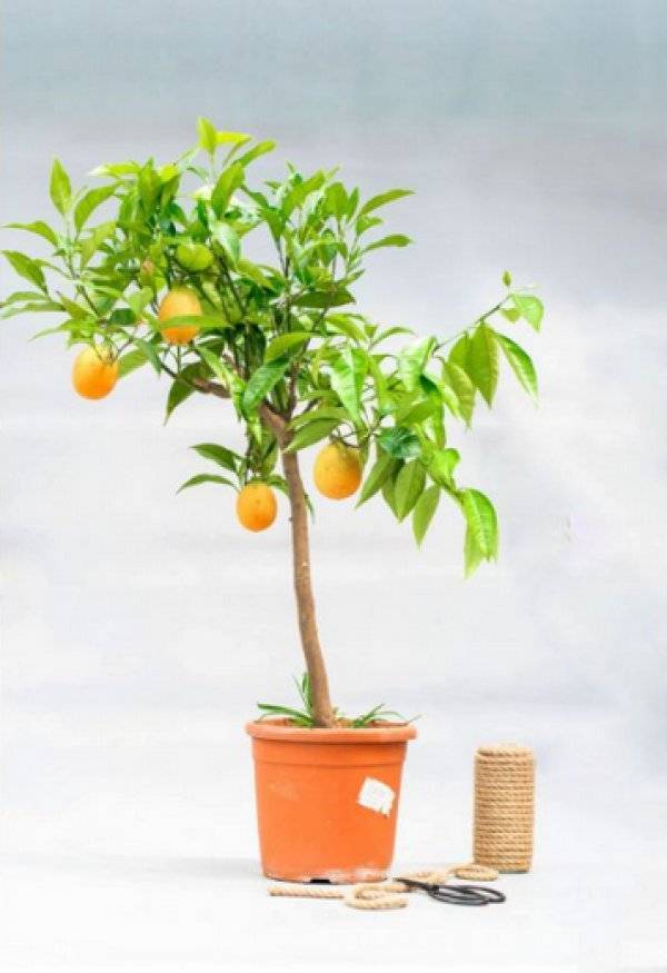 Апельсиновое домашнее дерево: выращивание в горшке