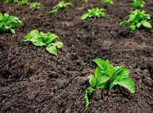 Гербициды для картофеля от сорняков + вредителей: правила обработки почвы