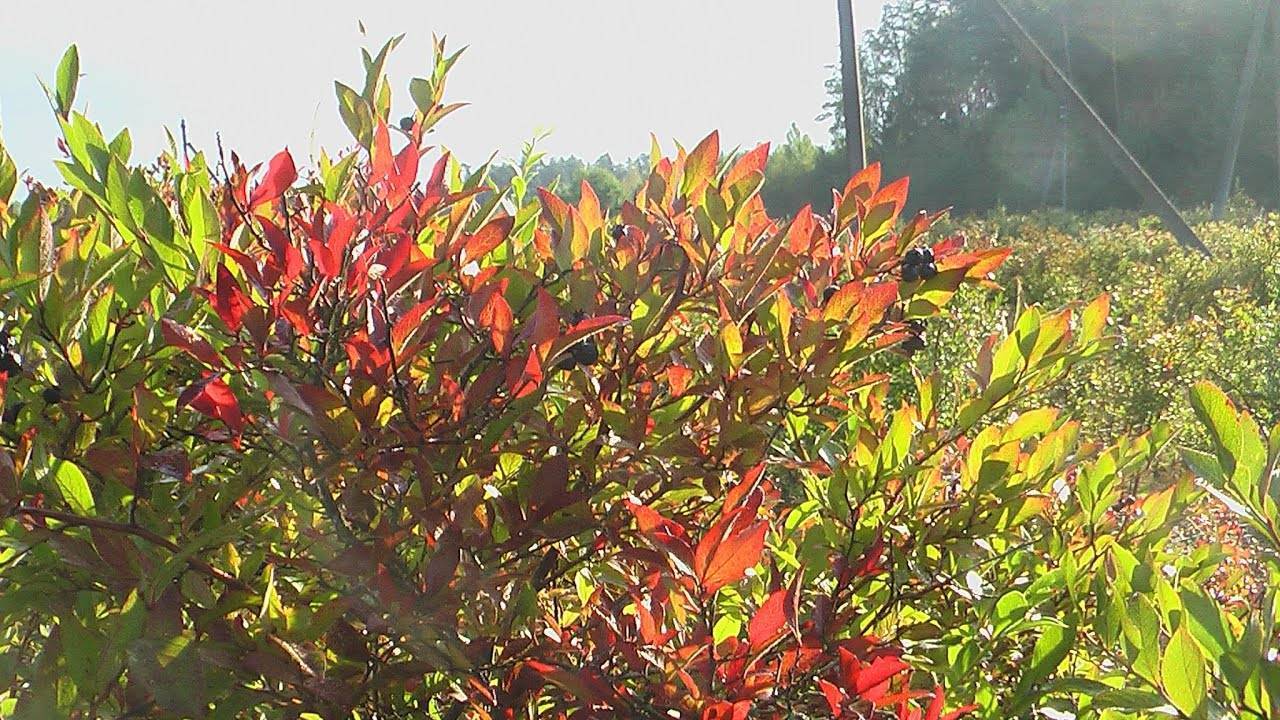 Почему летом на голубике краснеют листья и как с этим бороться