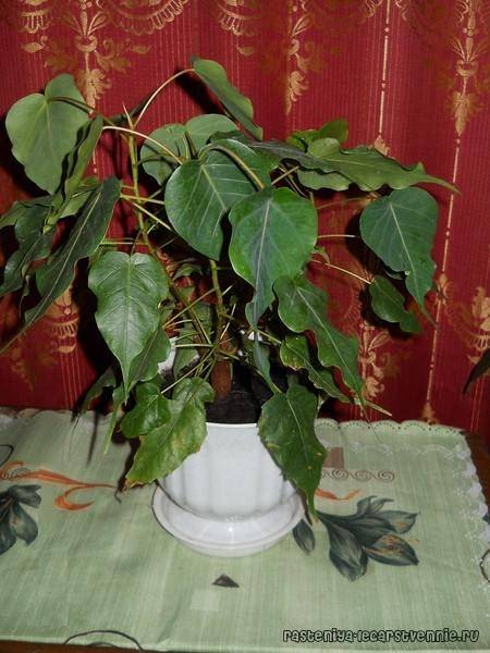 Комнатное растение фикус: фото, условия выращивания, уход в домашнем условиях, размножение фикуса