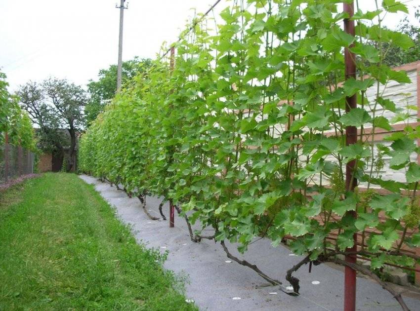 Виноград дюжина: характеристика и описание сорта, посадка и уход, особенности выращивания