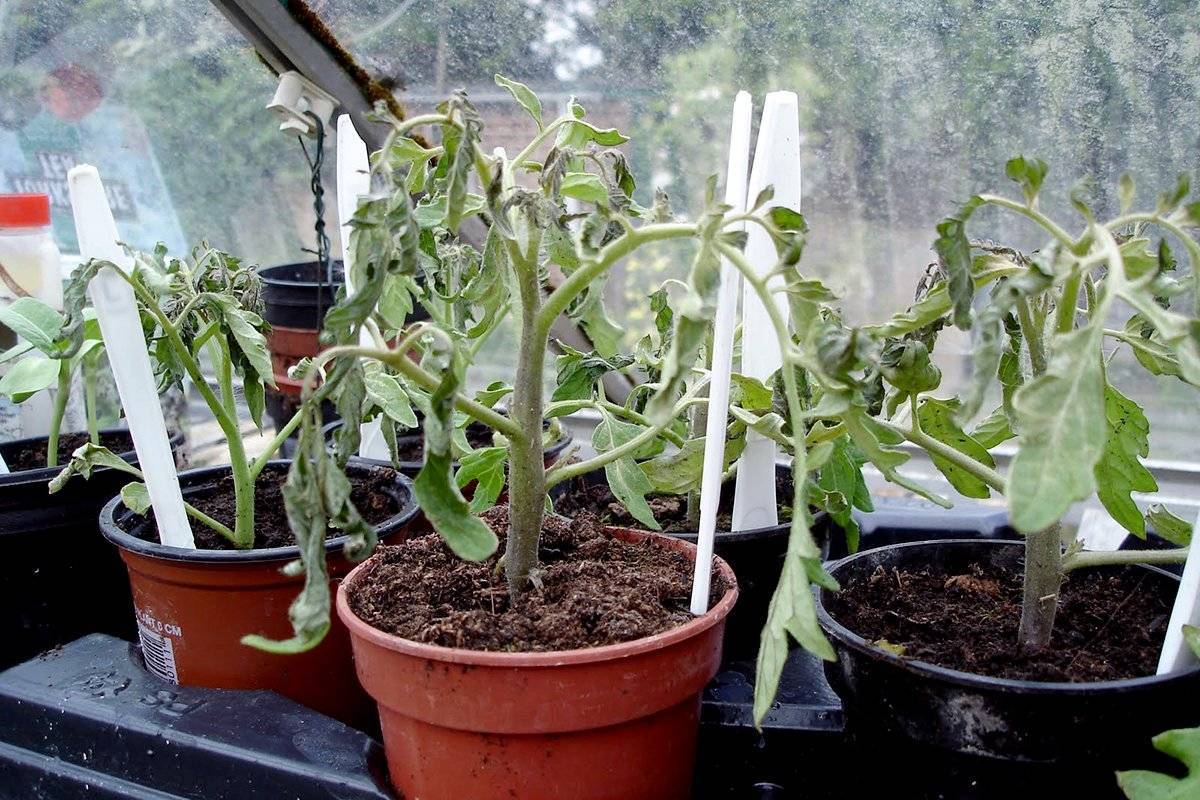 Замерзли помидоры в теплице и открытом грунте: что делать и как спасти подмерзшую рассаду