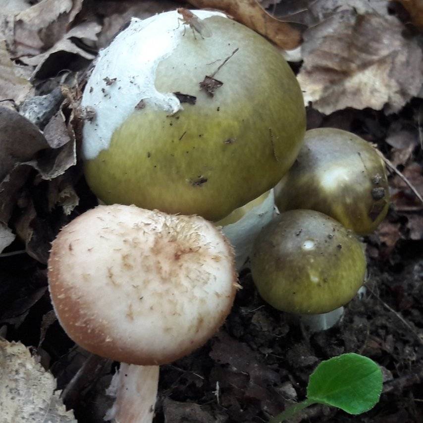Съедобные грибы – фото и название, виды, описание
