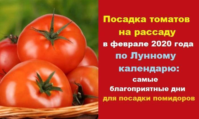 Когда и как сажать помидоры на рассаду в 2021 году по лунному календарю