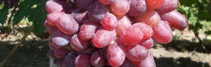 Байконур виноград: описание и характеристика сорта, выращивание и уход, болезни