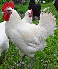 Бресс галльская порода кур: описание, ее особенности, отзывы и фото