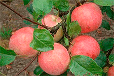 Как вырастить яблони сорта услада у себя в саду