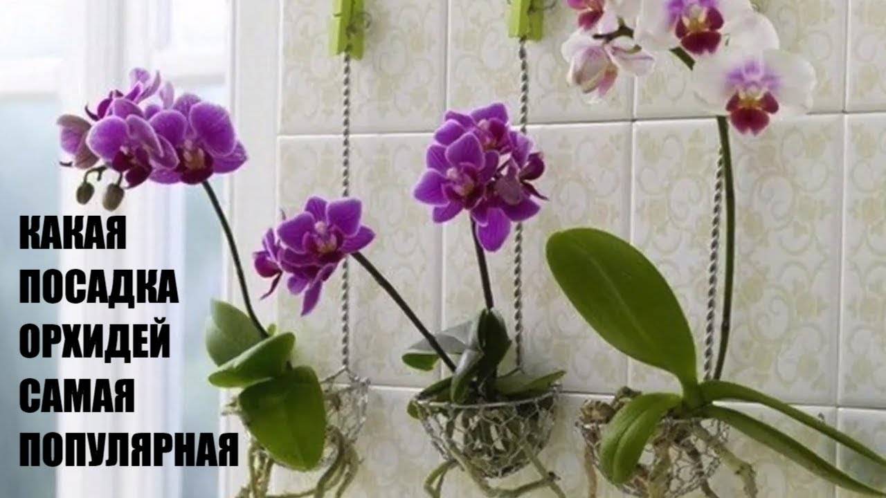 Светолюбивое или тенелюбивое растение орхидея? как для цветка грамотно организовать условия для фотосинтеза?