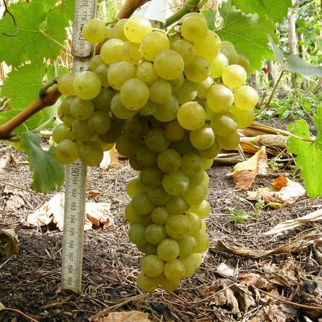Полив винограда: способы и сроки полива виноградников (видео + 115 фото)