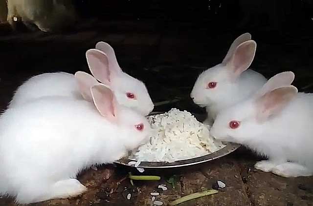 Как выращивать кроликов в домашних условиях на мясо