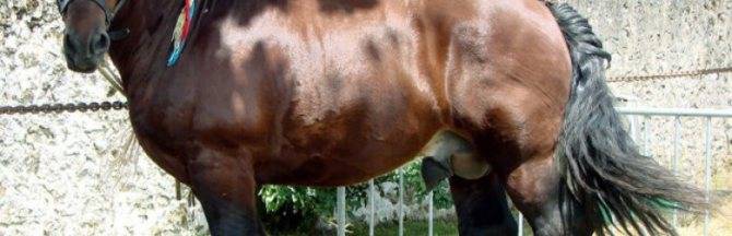 Арденская порода лошадей: характеристика, плюсы и минусы, уход и кормление