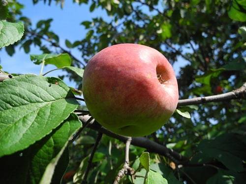 Сорт яблок июльское черненко - превосходный вкус и хорошая зимостойкость